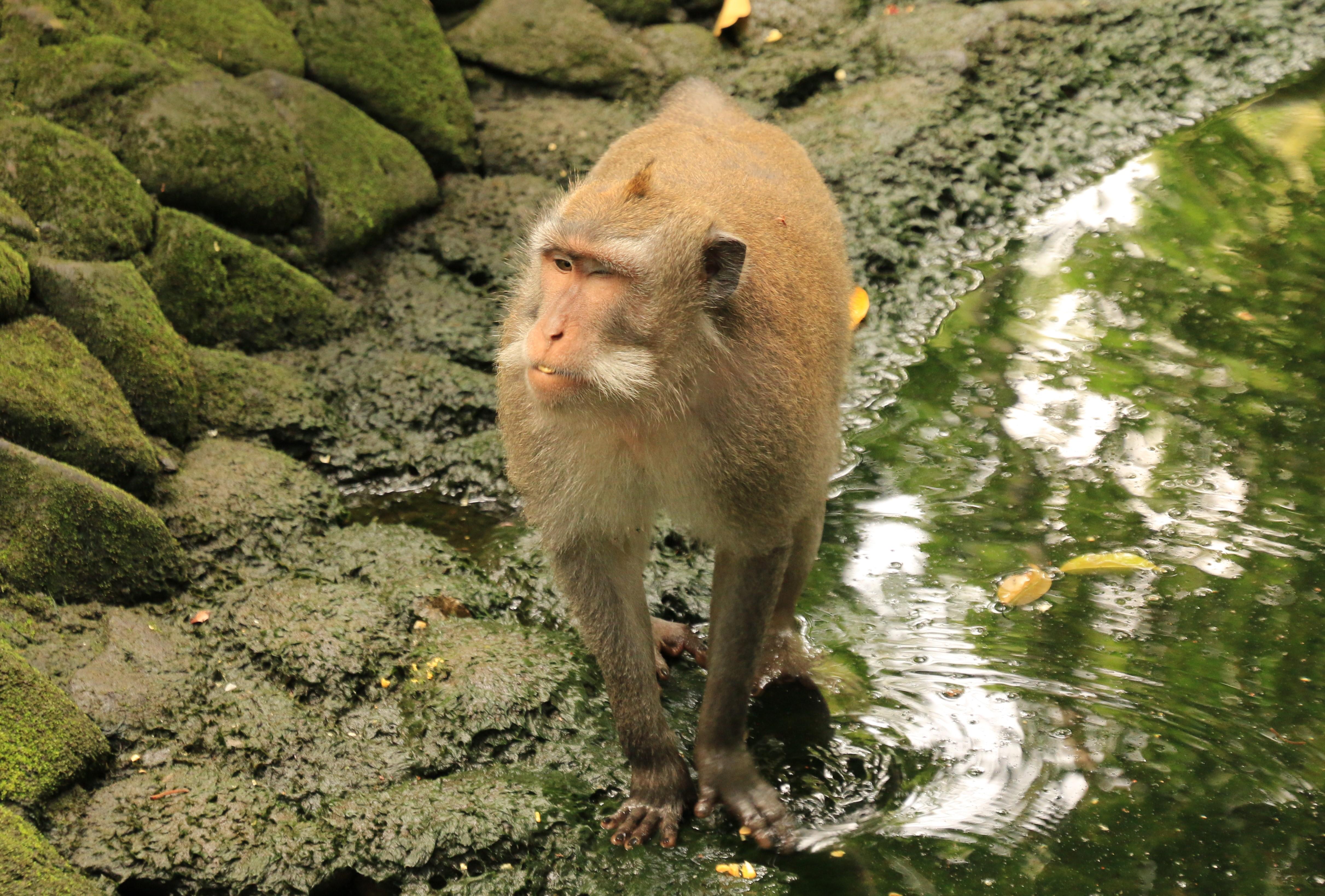 Ubud monkeys